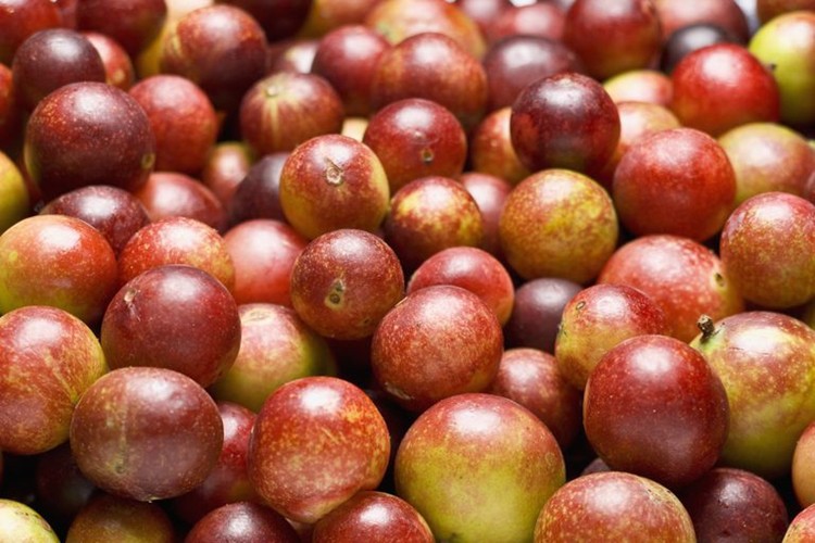 Camu camu previne a infertilidade: veja 25 benefícios da fruta