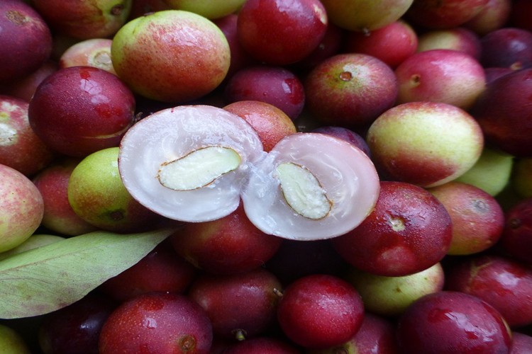 beneficios da camu camu