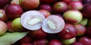 beneficios da camu camu