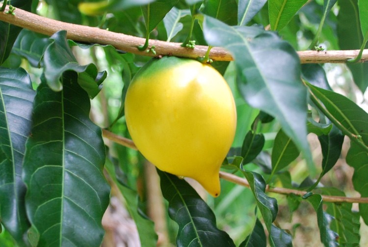 Abiu fortalece a imunidade: veja 11 benefícios da fruta