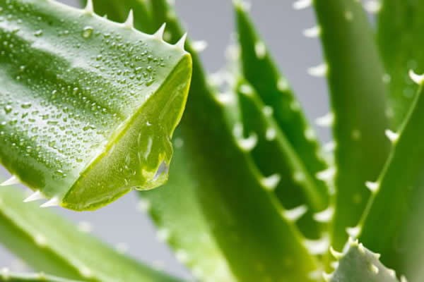 Aloe Vera ajuda a prevenir a perda de cabelo: veja 18 benefícios