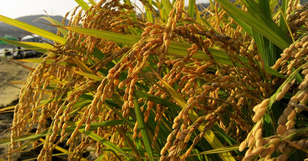 beneficios do arroz dourado