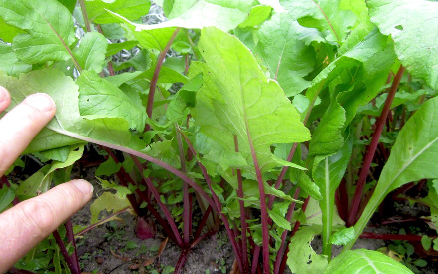 Folhas de rabanete é bom para o fígado: veja 7 benefícios da planta