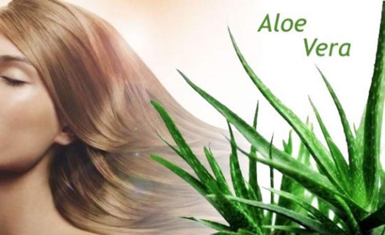 beneficios do aloe vera para o cabelo