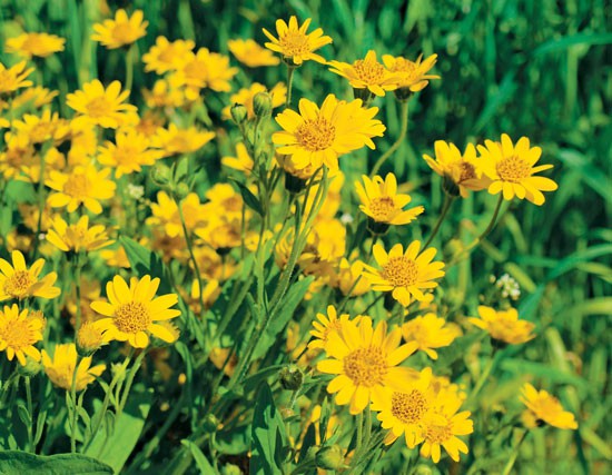 Arnica é bom para dor muscular: veja 14 benefícios da planta