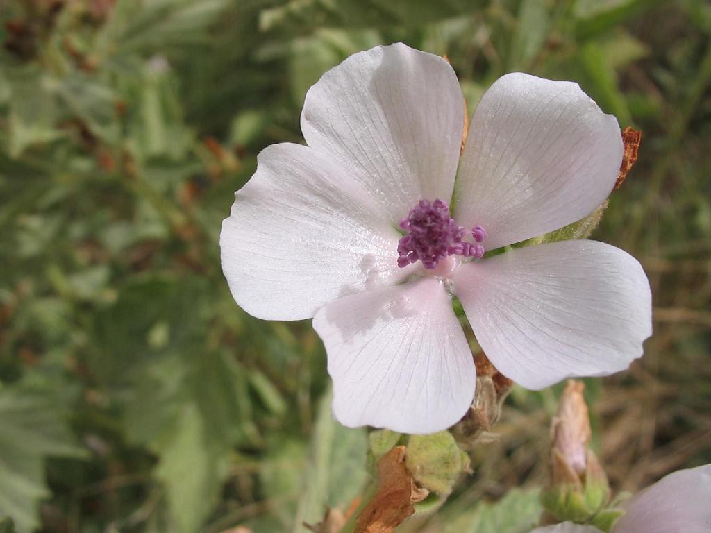 Marshmallow faz bem para disgestão: veja 20 benefícios da planta