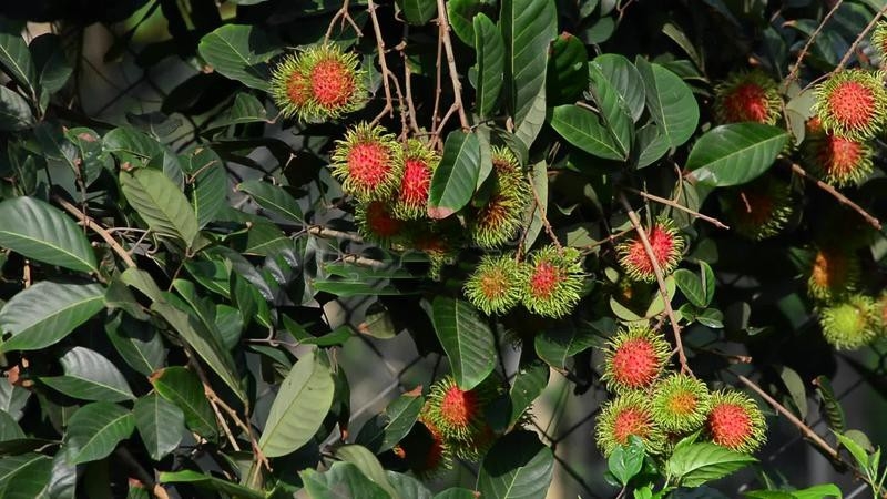 Folha de rambutan previne diabetes: veja 8 benefícios da planta