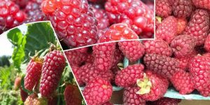 quais os benefícios da loganberry?