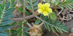 cha de tribulus terrestris