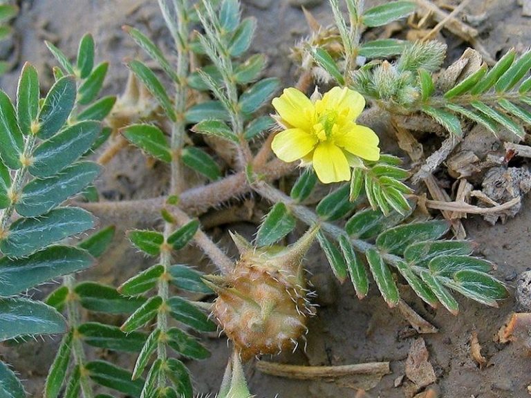 Chá de tribulus terrestris O que é, para que serve, benefícios e como