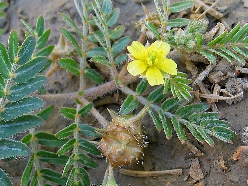 cha de tribulus terrestris