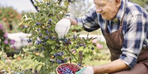 como prevenir a doença de alzheimer usando os mirtilos