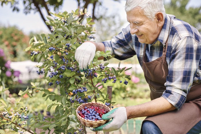 como prevenir a doença de alzheimer usando os mirtilos