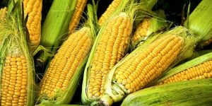 principais efeitos colaterais do milho