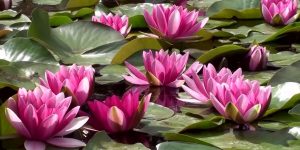 beneficios da flor de lotus