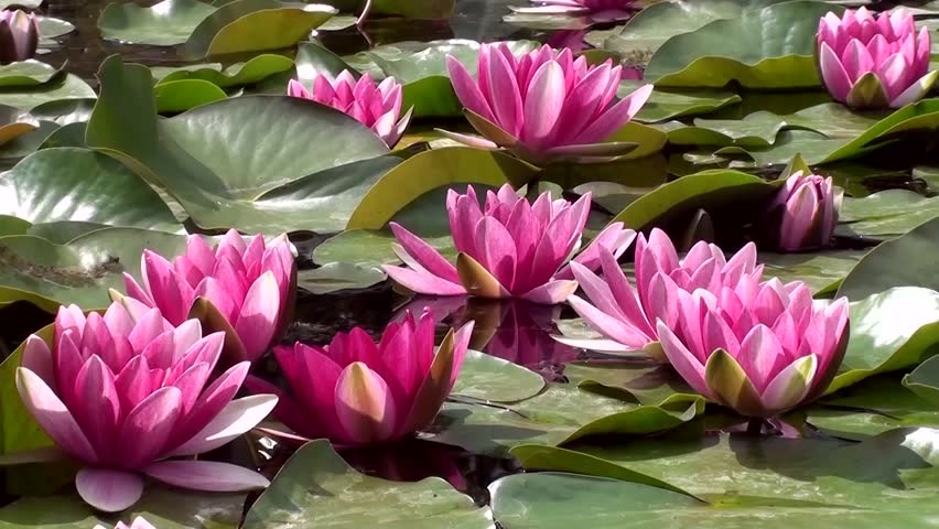 beneficios da flor de lotus