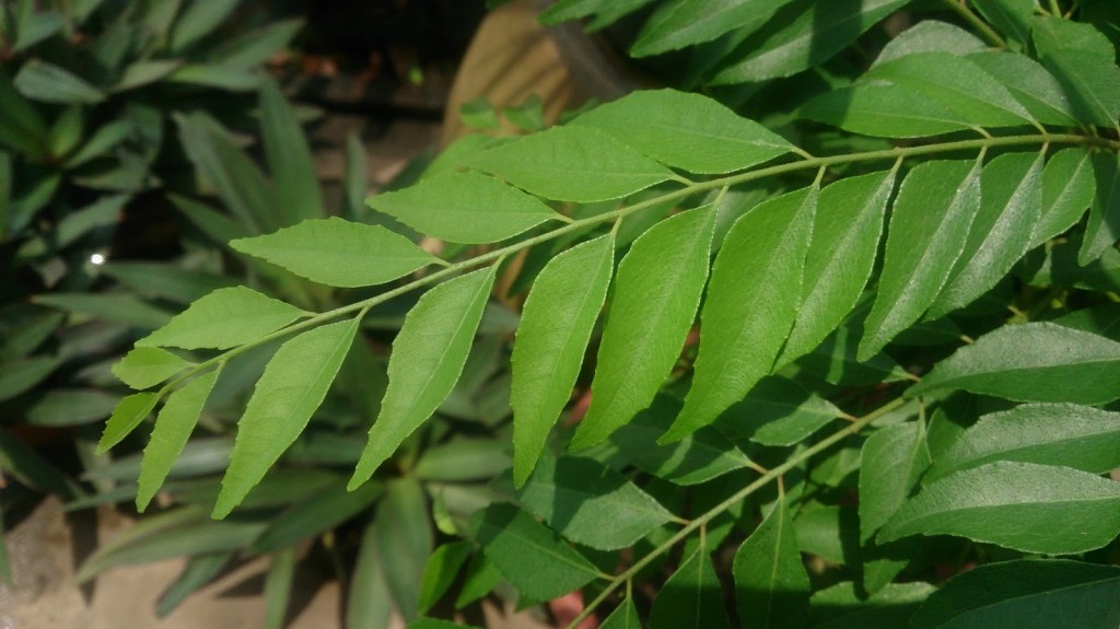 Folha de louro indiano combate caspa e queda de cabelo: veja 15 benefícios da planta