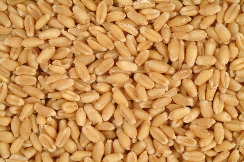 Grão de trigo Ajuda na perda de peso: veja 15 benefícios