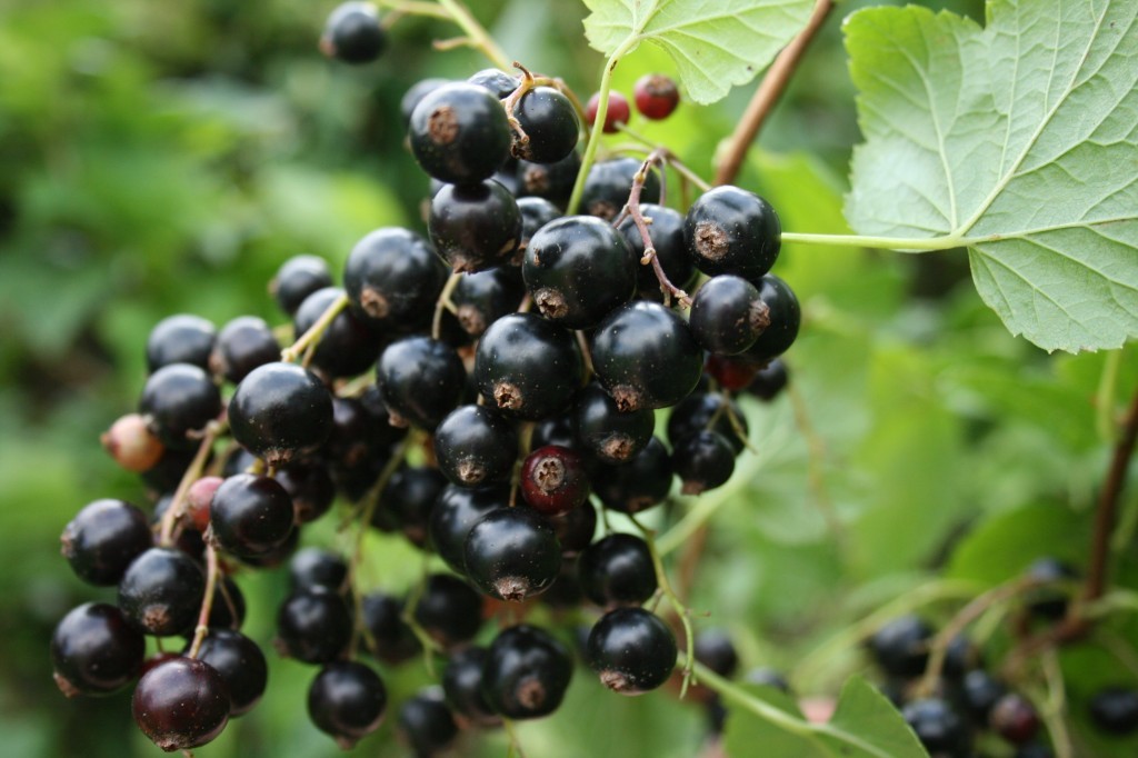 Groselha preta combater infecções: veja 23 benefícios da fruta