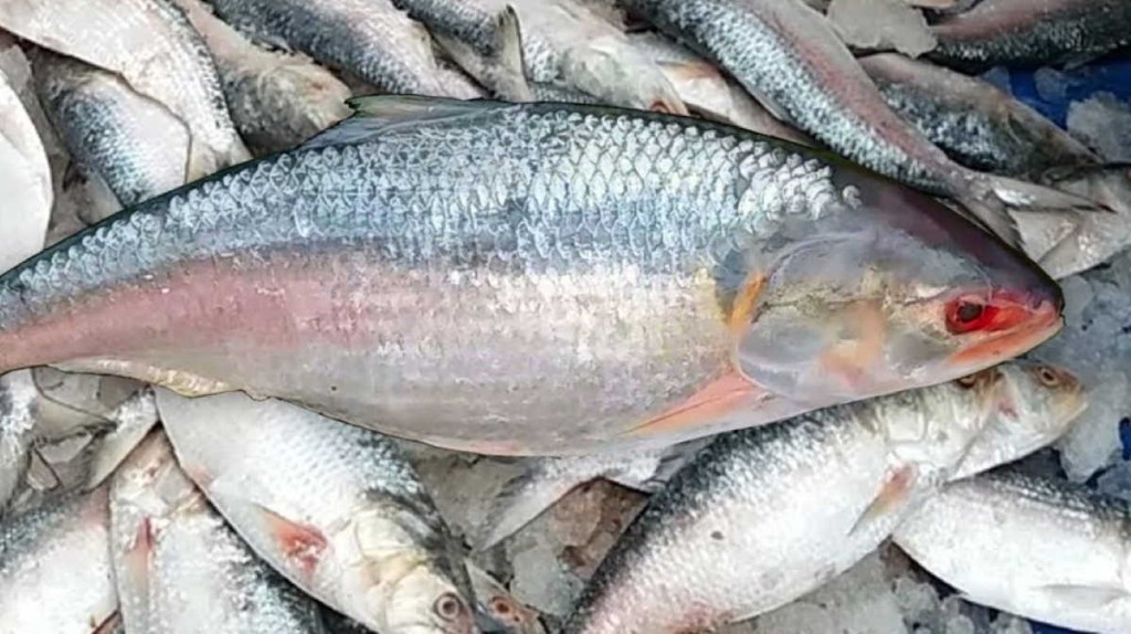6 Tipos de Peixe que auxiliam na Perda de Peso