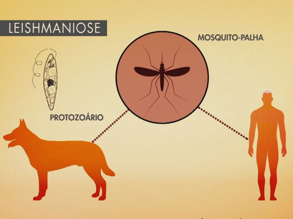 Leishmaniose: o que é, causas, sintomas e tratamentos