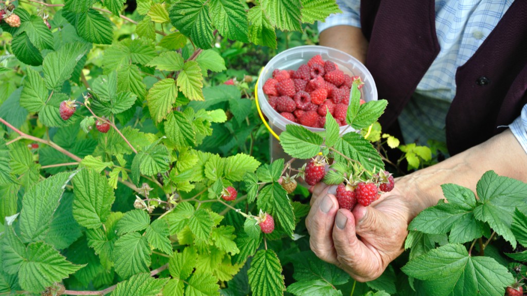 Loganberry faz bem para os ossos: veja 10 benefícios do fruto