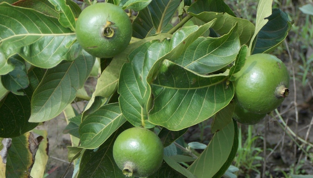 benefícios do marmelinho do campo