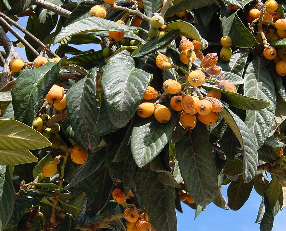 Nêspera japonesa ajuda a emagrecer: veja 13 benefícios do fruto