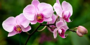 orquídea beneficios