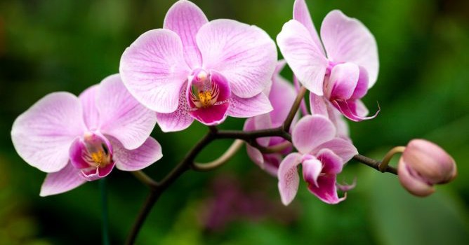 orquídea beneficios