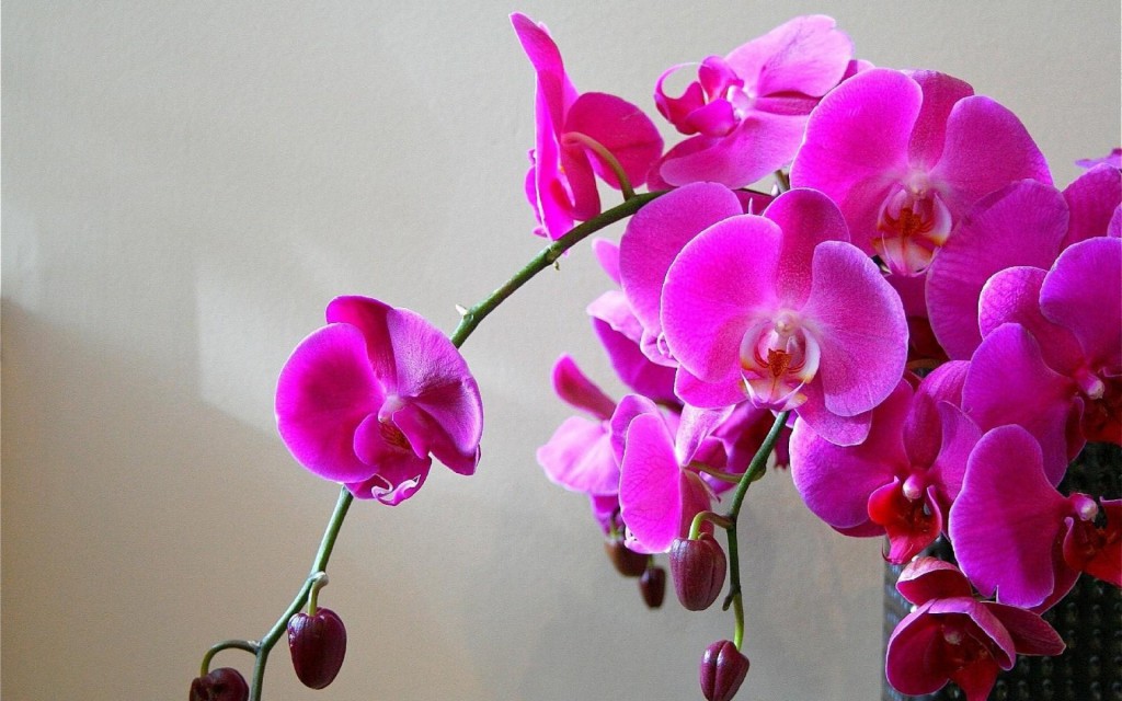 Orquídea Ajuda com problemas emocionais: veja os benefícios da planta