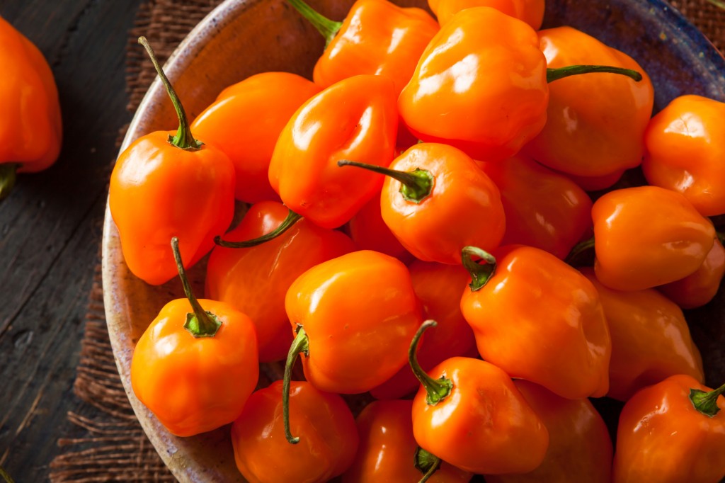 beneficios da pimenta de habanero