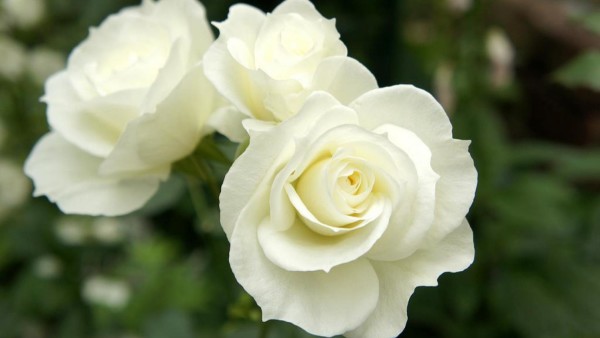 Rosa branca faz bem para visão: veja os benefícios da planta