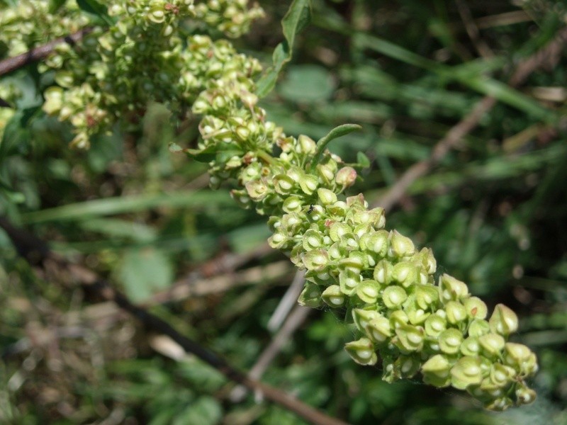 rumex crispus beneficios