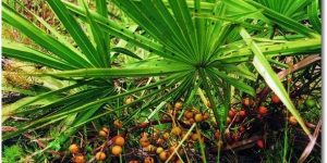 Saw Palmetto beneficio