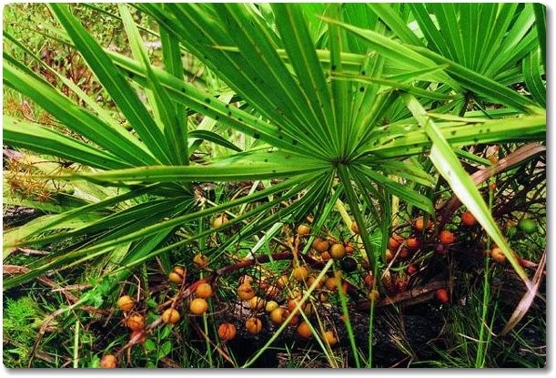 Saw Palmetto beneficio