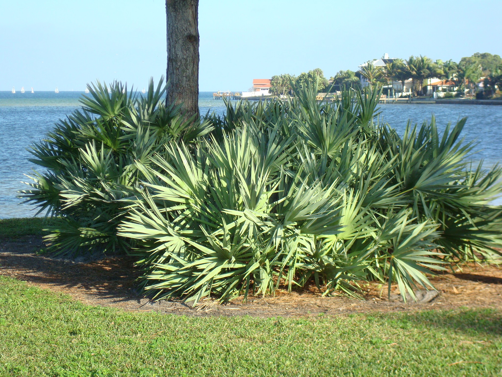 Saw palmetto faz bem para o cabelo: veja os benefícios da planta