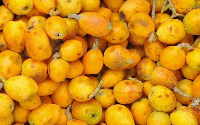 Suco de marula Combate o envelhecimento: veja 10 benefícios