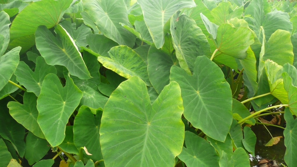 Taioba é bom para imunidade: veja os benefícios da planta