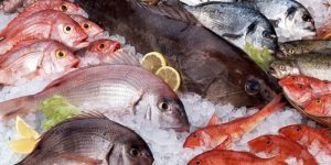 Tipos de Peixe para Perda de Peso