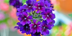 Verbena