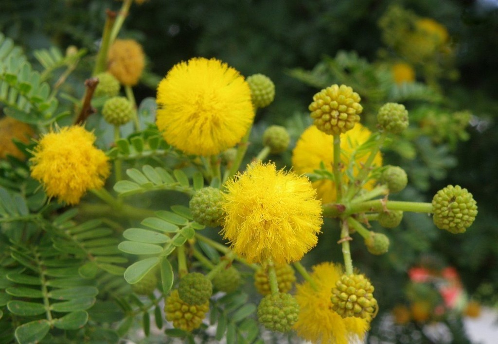 acacia beneficio