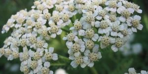 benefícios da achillea