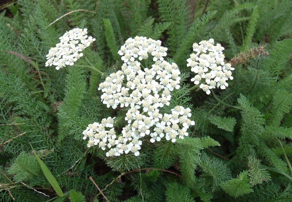 Achillea combate dores no corpo: veja os benefícios da planta