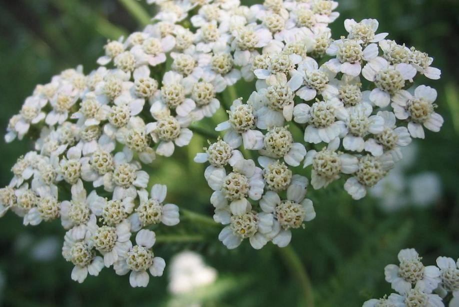 benefícios da achillea