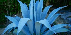 agave azul