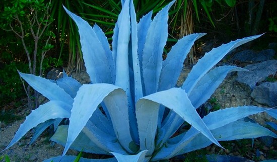 agave azul