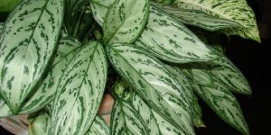 aglaonema