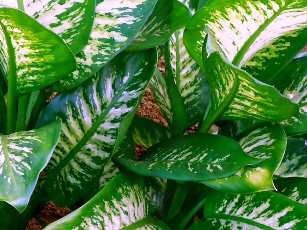 Aglaonema ajuda a purificar o ar: veja os benefícios da planta