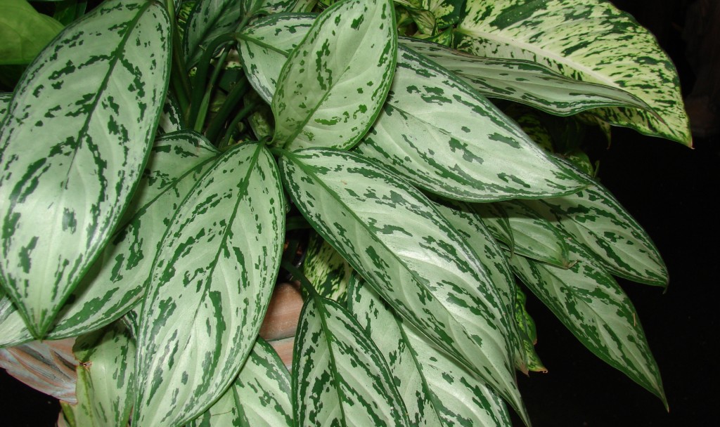 aglaonema